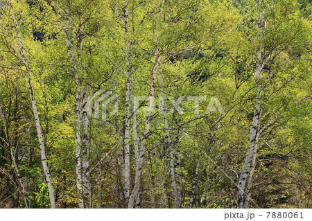 新緑の白樺林 7880061