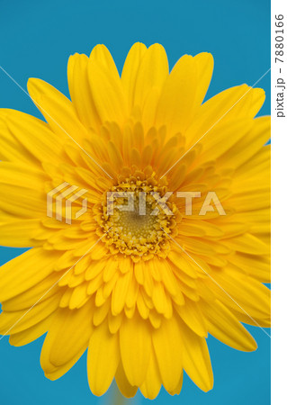 ガーベラの花 7880166