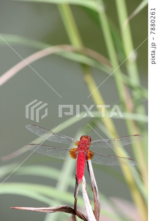 アカトンボ 7880261