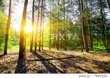 Dawn in a pine forest 7880300