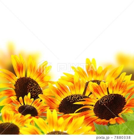 Red sunflowers. Red sunflowers. 7880338