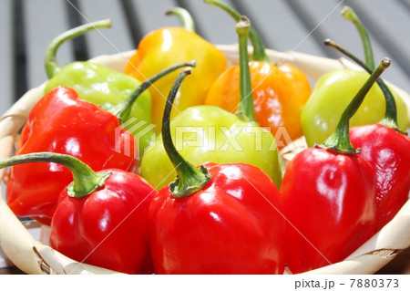 ハバネロ ハバネロ 7880373