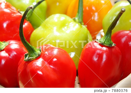 ハバネロ 7880376