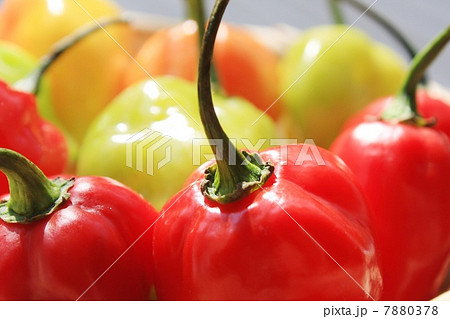 ハバネロ ハバネロ 7880378