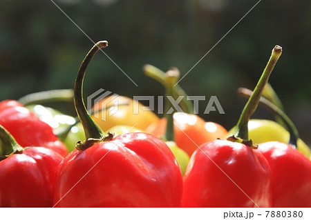 ハバネロ 7880380