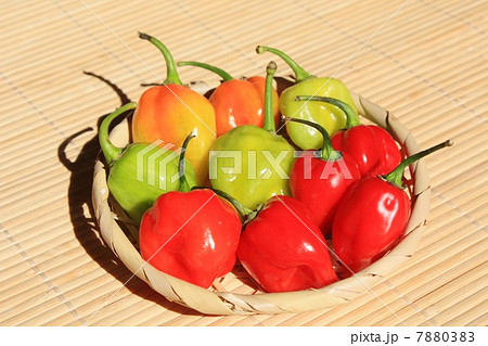 ハバネロ 7880383