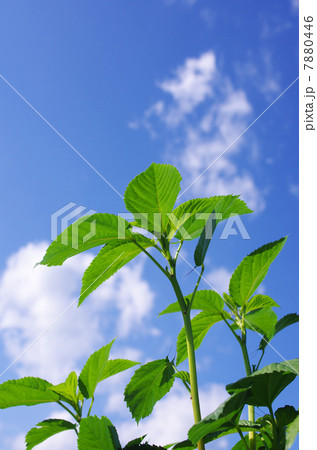 青空にモロヘイヤ 7880446