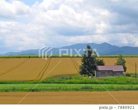 麦の秋:夏の季語 麦の秋:夏の季語 7880921