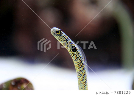 チンアナゴ チンアナゴ 7881229