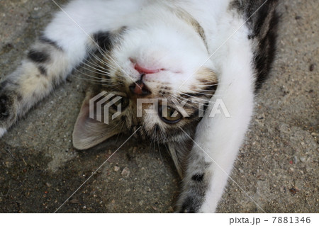 こねこ こねこ 7881346