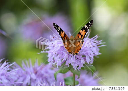 タイマツバナと蝶 タイマツバナと蝶 7881395