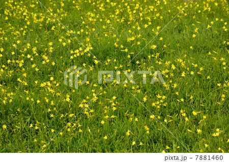 伊吹山のユウスゲ群落 伊吹山のユウスゲ群落 7881460