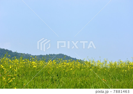 伊吹山のユウスゲ群落 伊吹山のユウスゲ群落 7881463