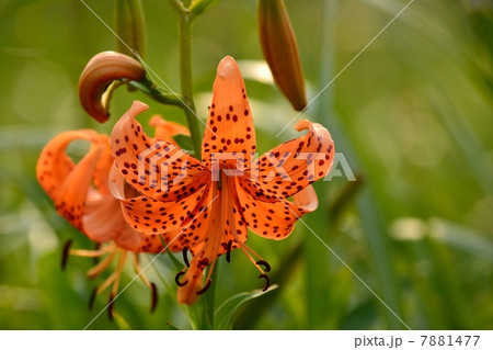 伊吹山のコオニユリ 伊吹山のコオニユリ 7881477