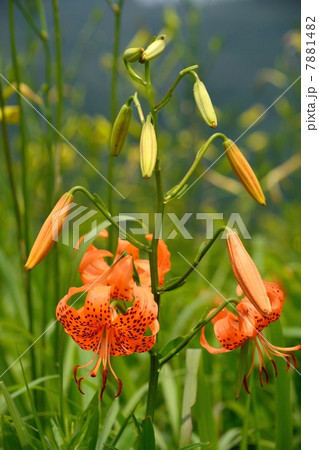 伊吹山のコオニユリ 伊吹山のコオニユリ 7881482