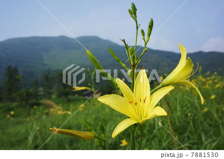 ユウスゲの花と青空のコピースペースの写真素材