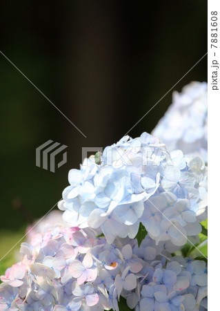 アジサイとコガネムシ アジサイとコガネムシ 7881608