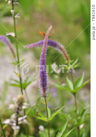 クガイソウ 7881610