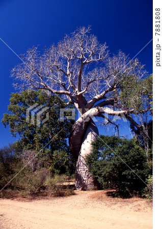 ツイストバオバブ 7881808