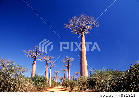 バオバブ街道 7881811