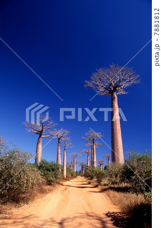 バオバブ街道 7881812