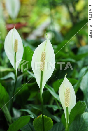 8月花 スパティフィラム サトイモ科08の写真素材