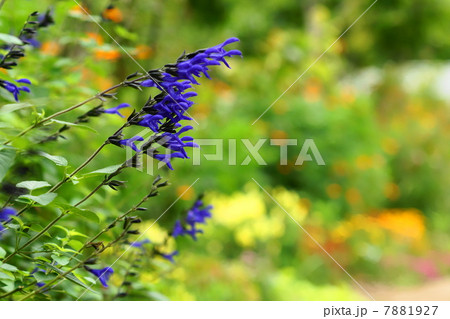 6月花　メドーセージ・シソ科22 7881927
