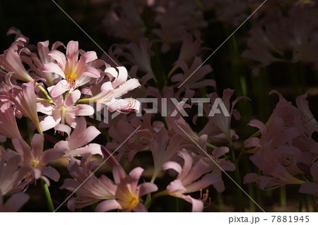 8月花 ナツズイセン・ヒガンバナ科64 8月花 ナツズイセン・ヒガンバナ科64 7881945