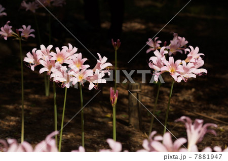 8月花　ナツズイセン・ヒガンバナ科62 7881947
