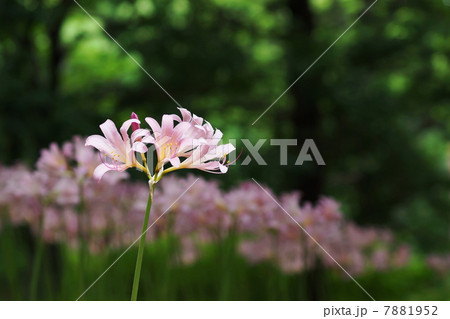 8月花 ナツズイセン・ヒガンバナ科57 8月花 ナツズイセン・ヒガンバナ科57 7881952