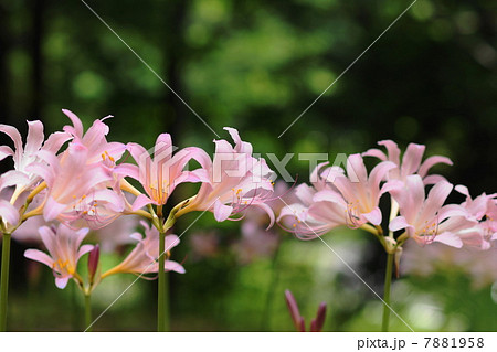 8月花　ナツズイセン・ヒガンバナ科51 7881958