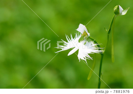 8月花　サギソウ・ラン科70 7881976