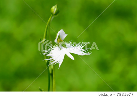 8月花　サギソウ・ラン科69 7881977