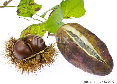 akebi and chestnut akebi and chestnut 7882015