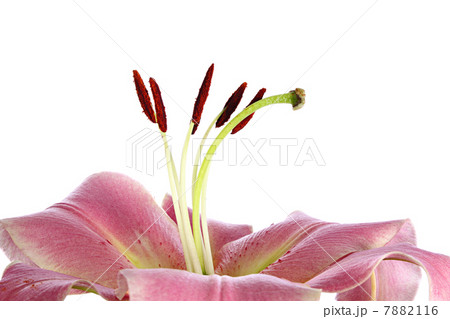 Lily 7882116