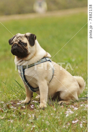 ぱぐぴー公園２ 7882138