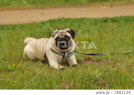 ぱぐぴー公園３ 7882139