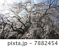 奥山田　桜 7882454