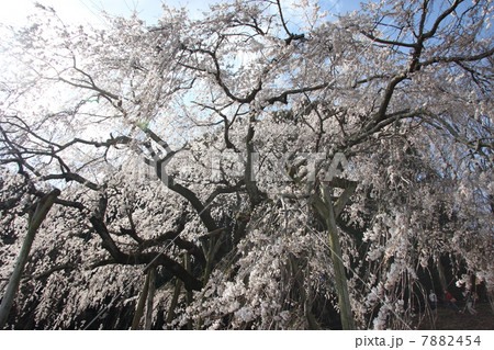 奥山田　桜 7882454