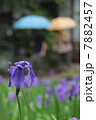 カキツバタ　雨 7882457
