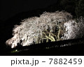 奥山田　桜ライトアップ 7882459