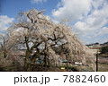 奥山田　桜 7882460