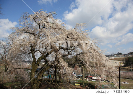 奥山田 桜 奥山田 桜 7882460