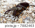 Lucanus cervus 7882463