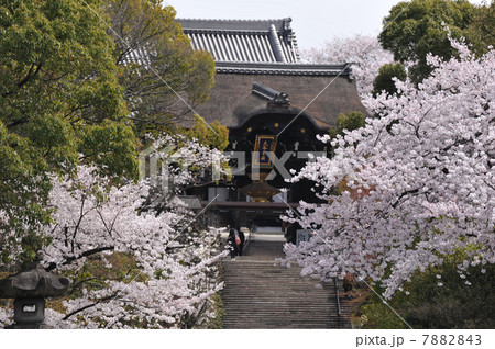 京都　大谷本廟の桜 7882843