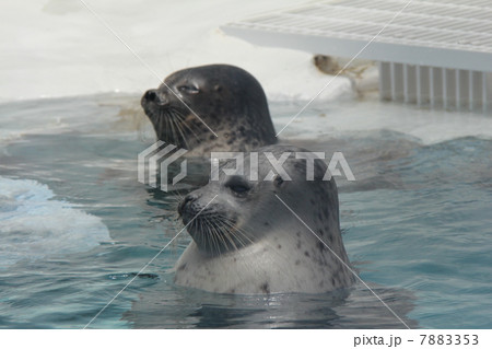 ワモンアザラシ ワモンアザラシ 7883353