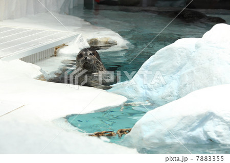 ワモンアザラシ 7883355