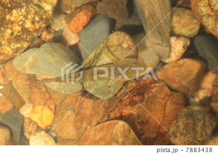 トウヨシノボリ トウヨシノボリ 7883438