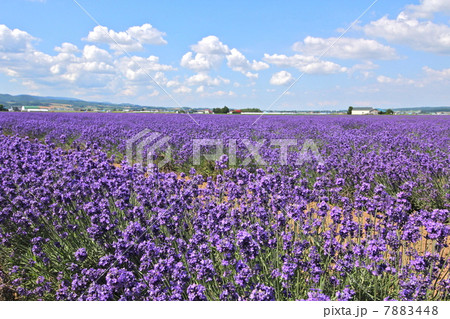 ラベンダー畑 7883448