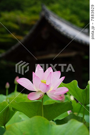 ハスの花 7883629